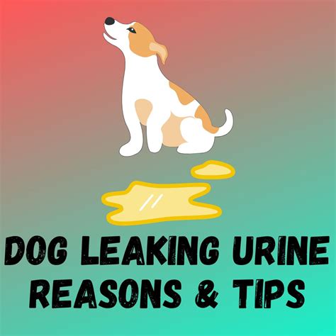 why does my dog leak urine when lying down|Dog Leaking Urine When Lying Down or While。